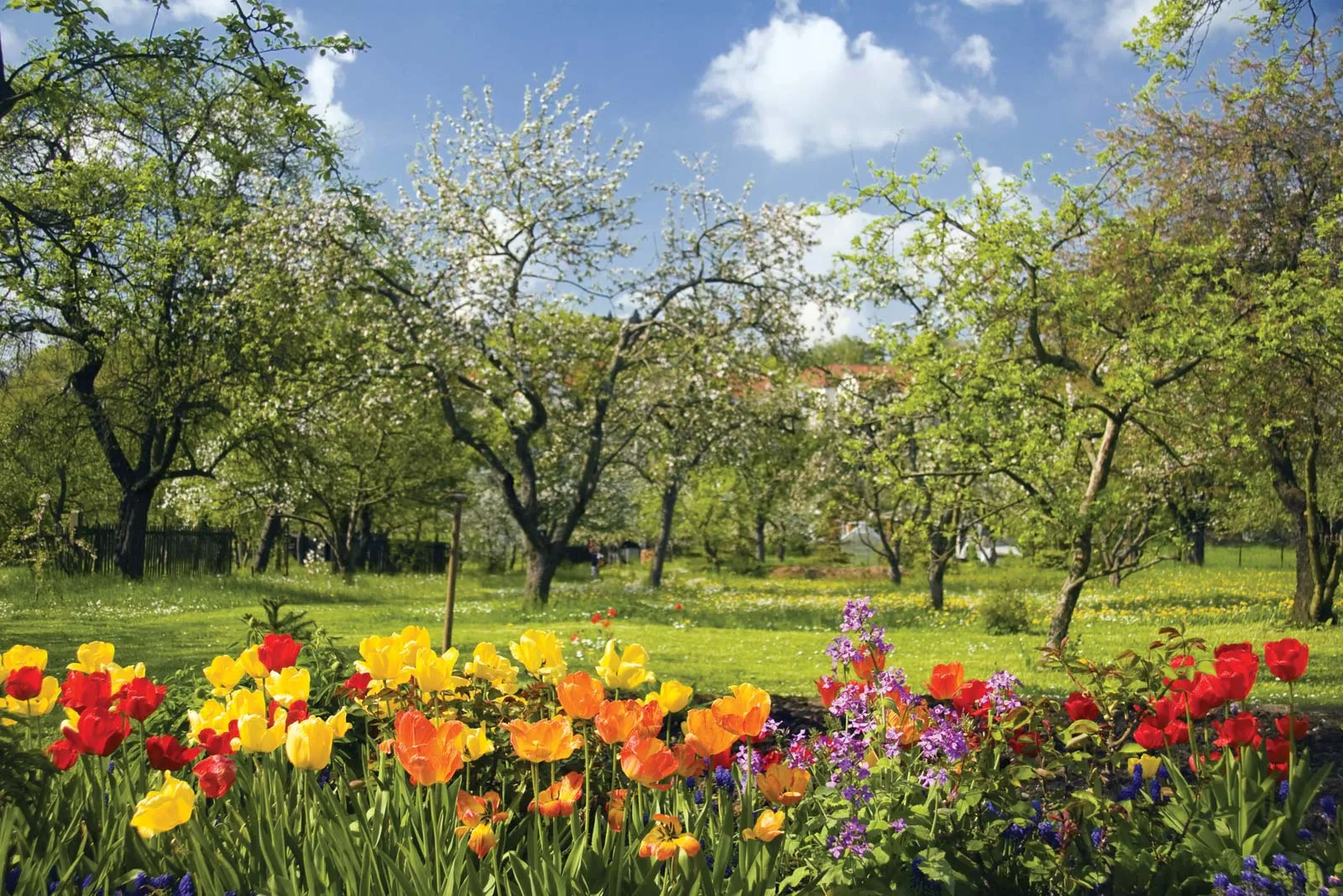 Spring-flowers-fruit-trees-bloom